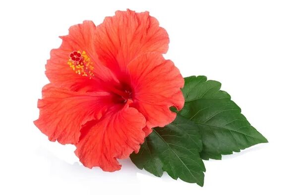 Cystonette contains hibiscus extract