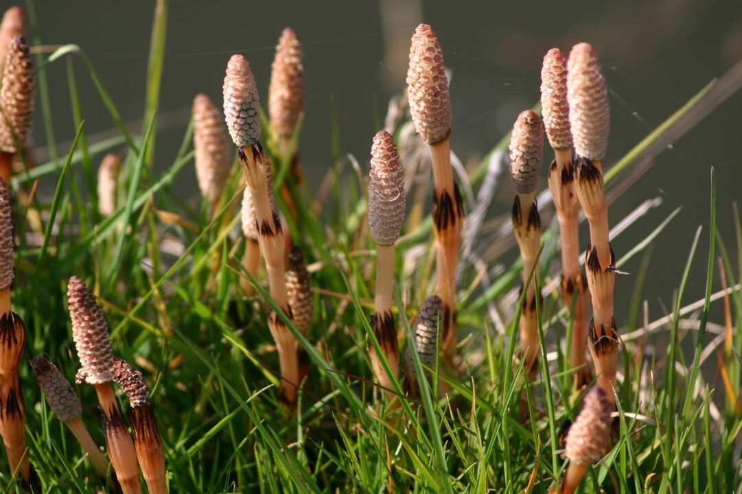 Horsetail treats cystitis