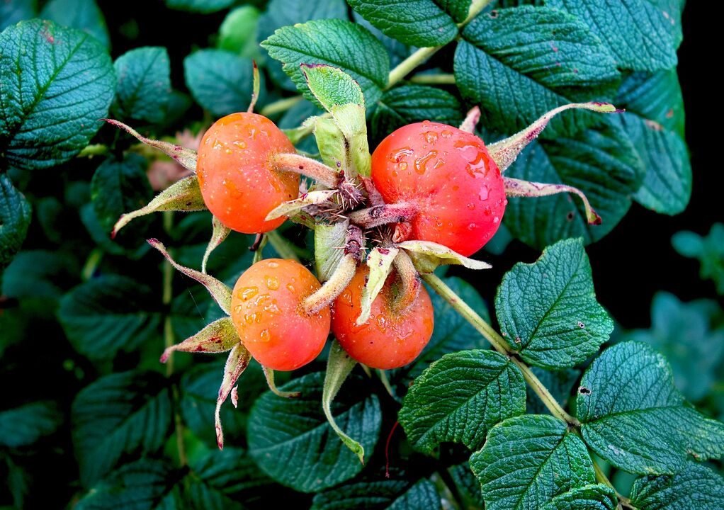 Rose hips treat cystitis
